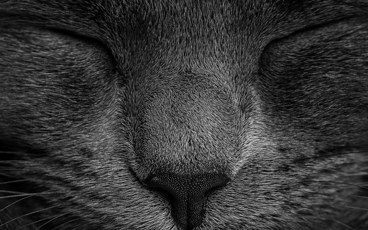 Красивые котята