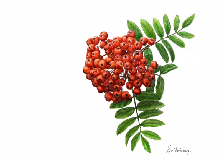 Калина красная Рябиновая веточка