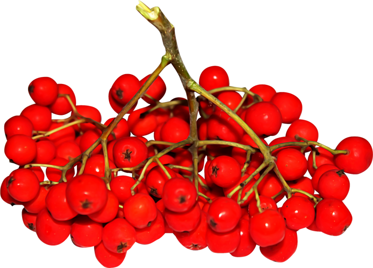 Рябина красная