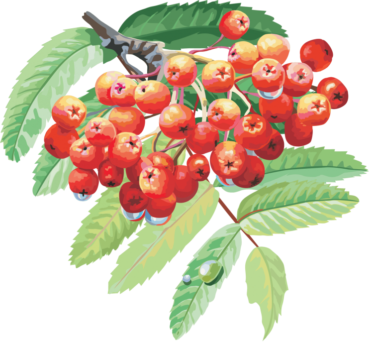 Рябина дерево лист плод