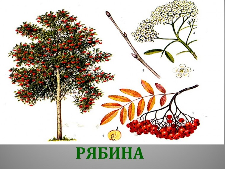 Рябина Вефед