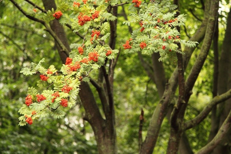 Sorbus aucuparia лист