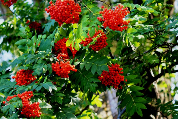 Ветка рябины