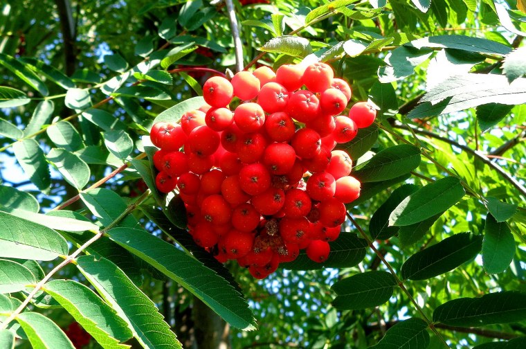 Рябина на белом фоне