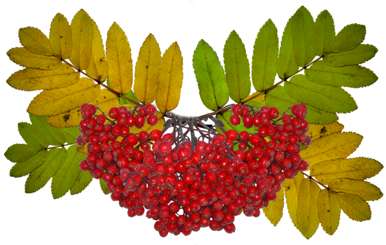 Рябина летом фото