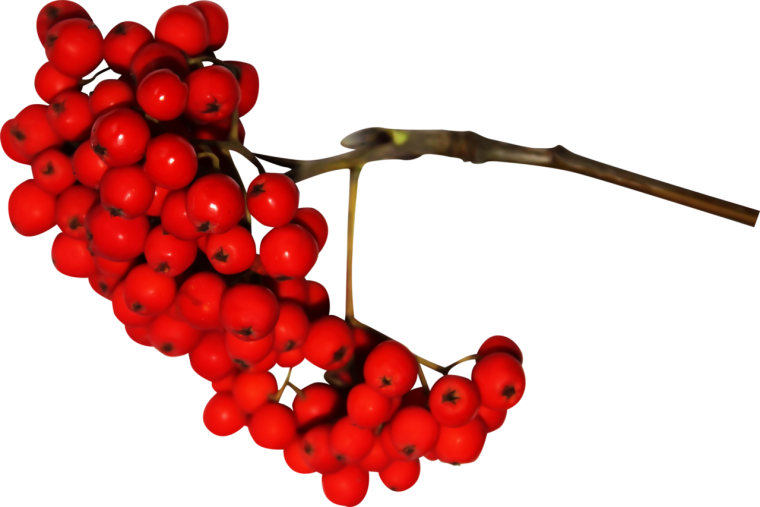 Рябина весной