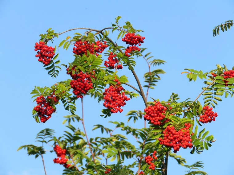 Украшения гроздья рябины