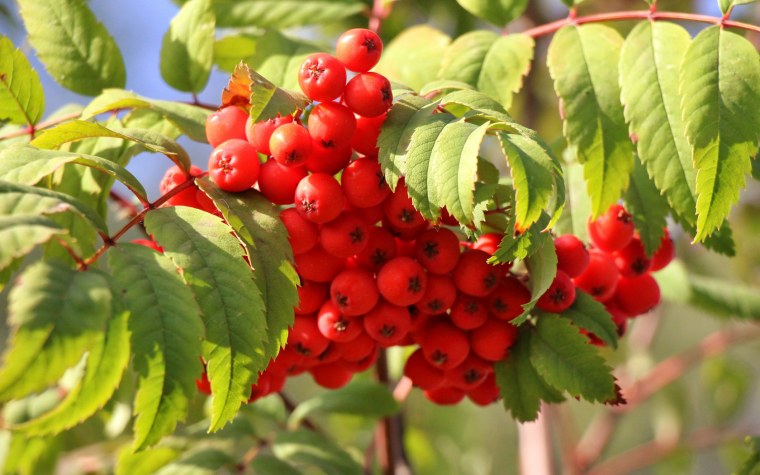 Ягоды рябины для детей