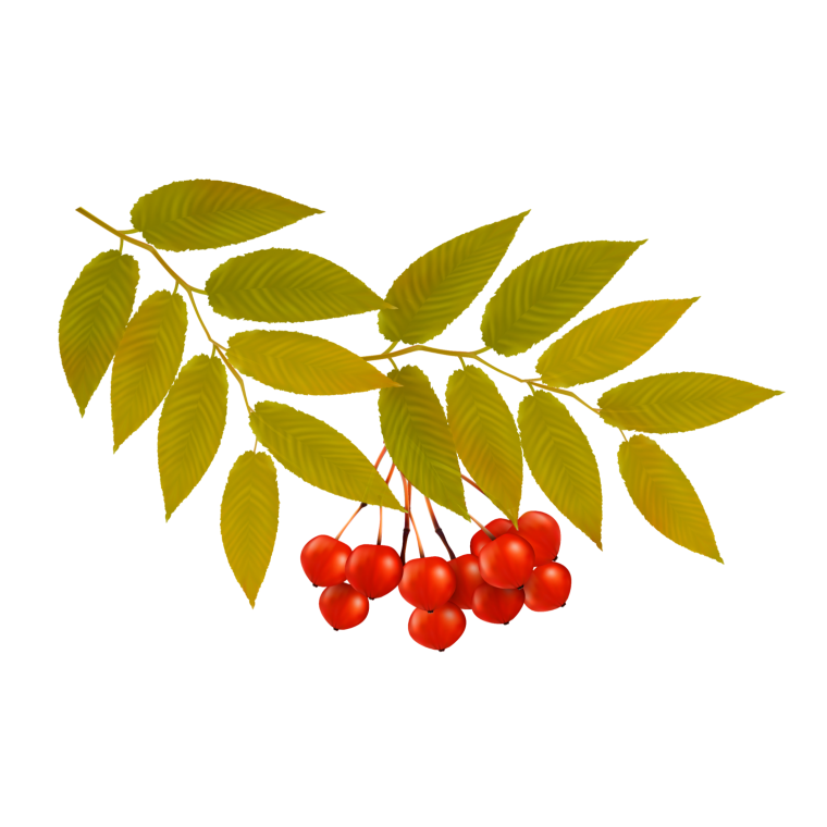 Гроздь рябины