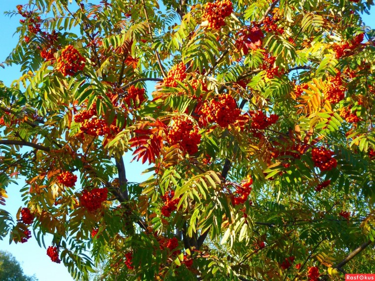 Рябина дерево