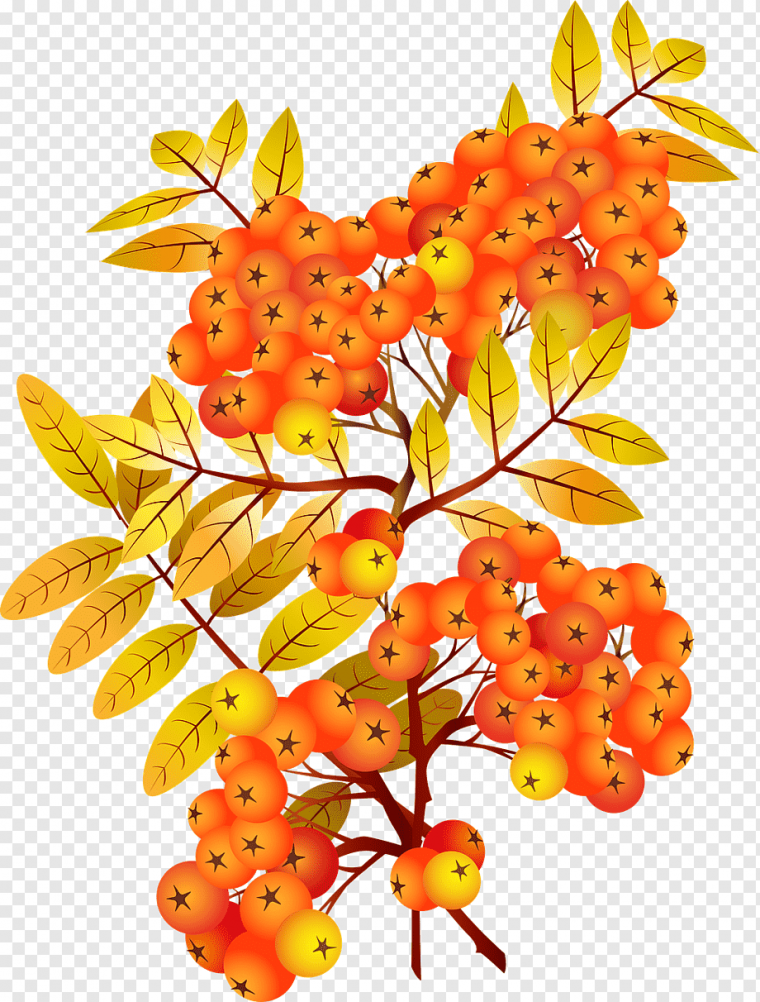 Рябина сорт Сорбинка