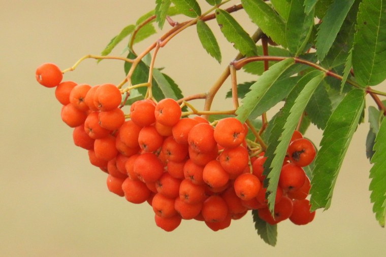 Рябина ягода