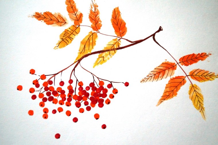 Веточка рябины