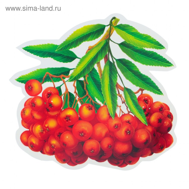 Ветка калины