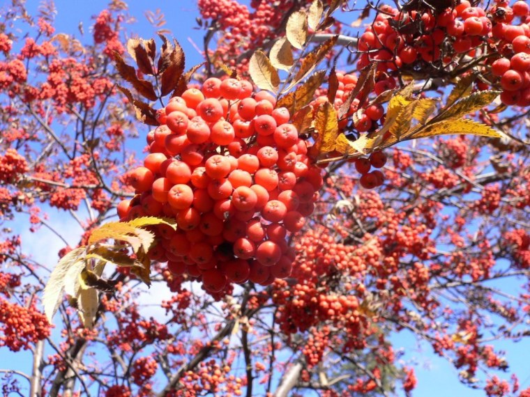 Рябина обыкновенная дерево