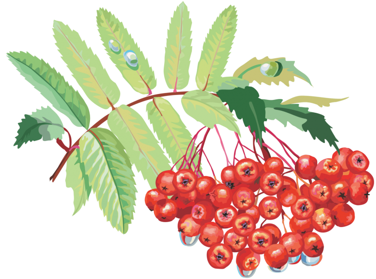 Ветка рябины на белом фоне