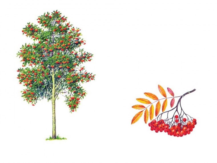 Рябина обыкновенная алая крупная