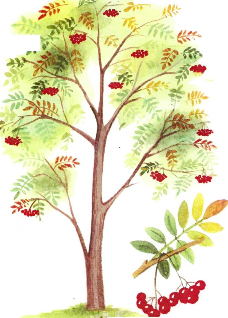 Рябина в детском саду