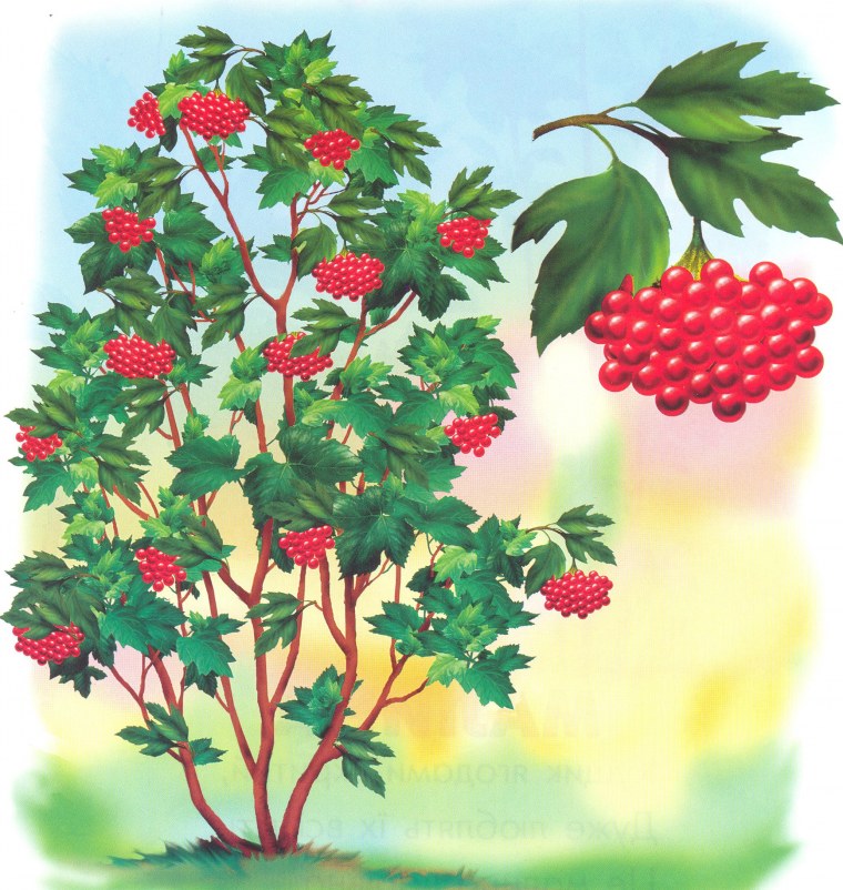 Праздник рябины