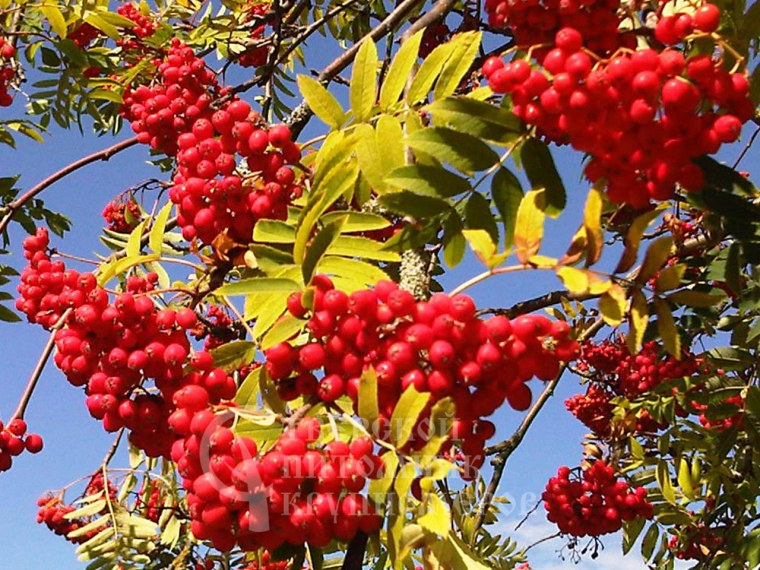 Рябина картинки для детей с названиями
