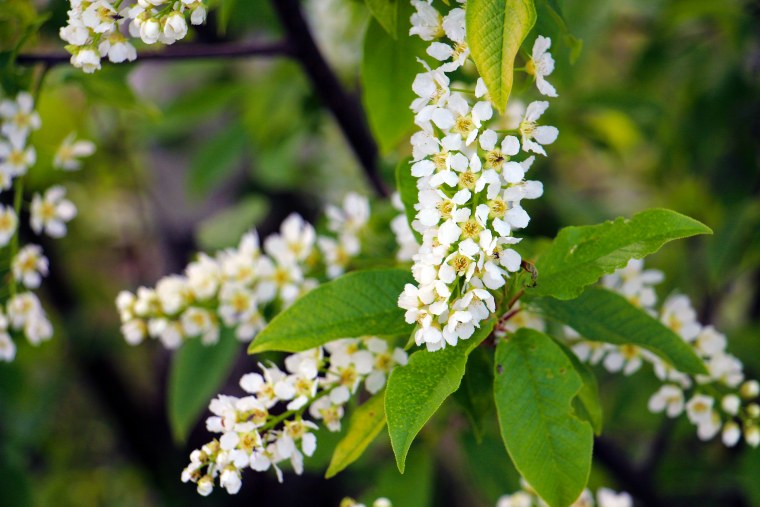 Цветущая черемуха