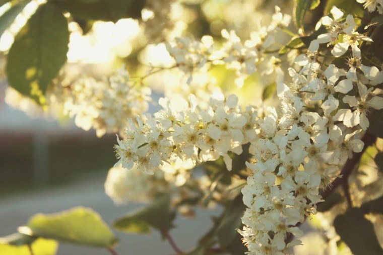 Цветущая черемуха