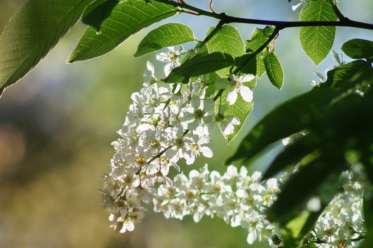 Черемуха Максимовича дерево