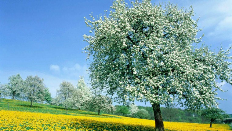 Цветущая черемуха дерево