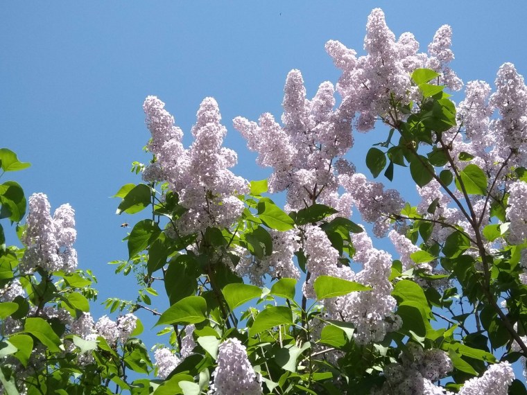 Черемуха сирень небо