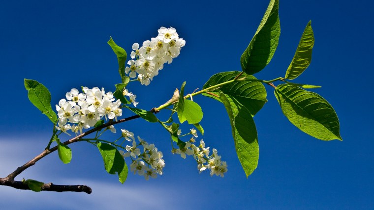 Цветение черёмухи