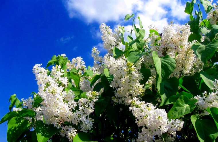 Сирень мадам Флорен Степман