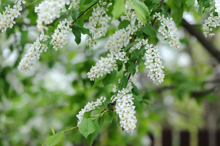 Цветущая черемуха дерево