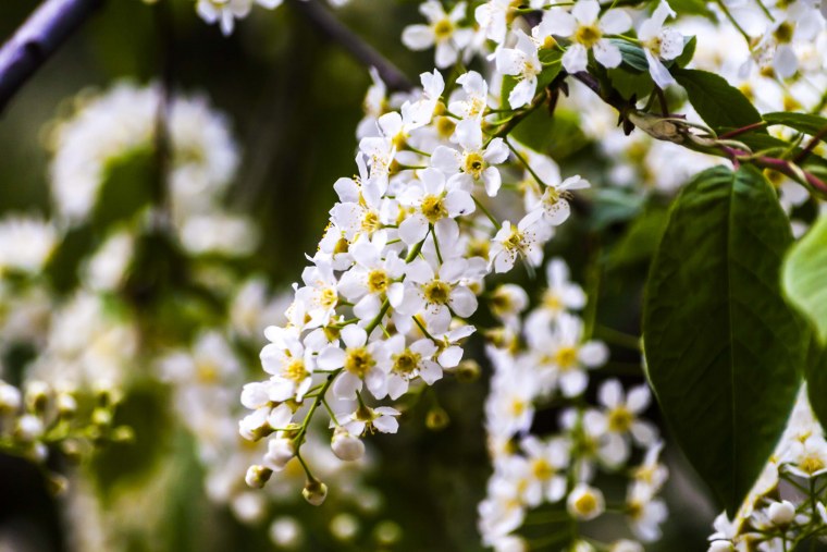 Черемуха нежность