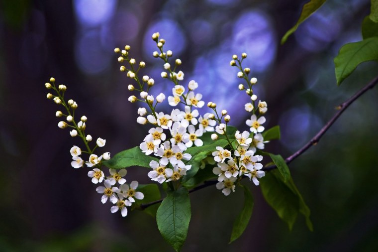 Черемуха обыкновенная ветка