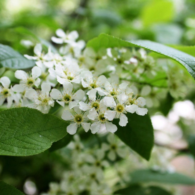 Цветет черемуха цветы