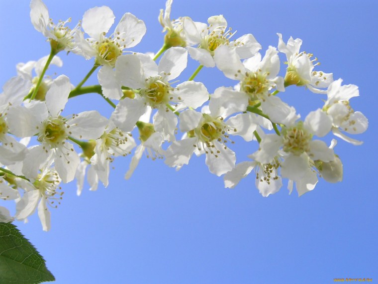 Фон Цветущая черемуха