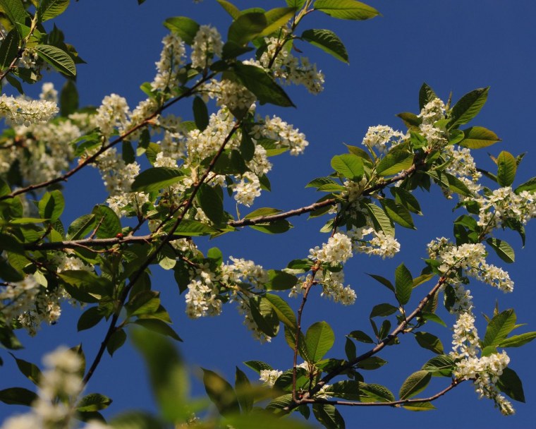 Цветущая черемуха на рабочий стол