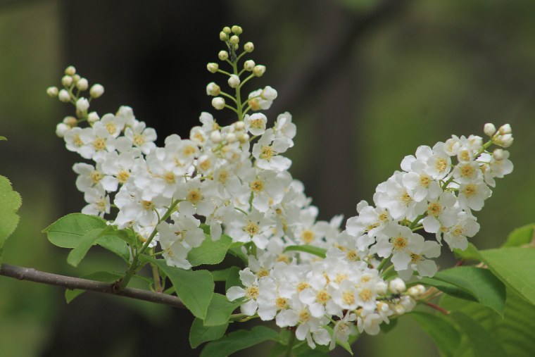 Золотая черемуха