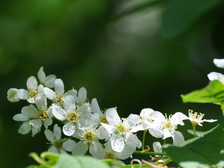 Цветение черёмухи