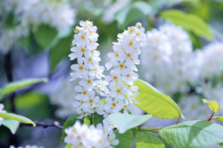 Черёмуха Максимовича