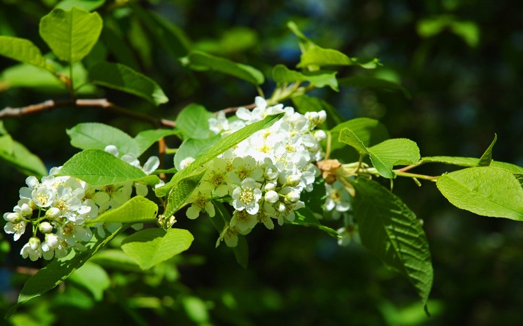 Черемуха дерево