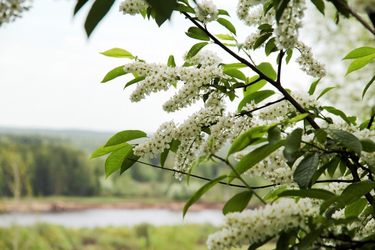 Черемуха обыкновенная цветение