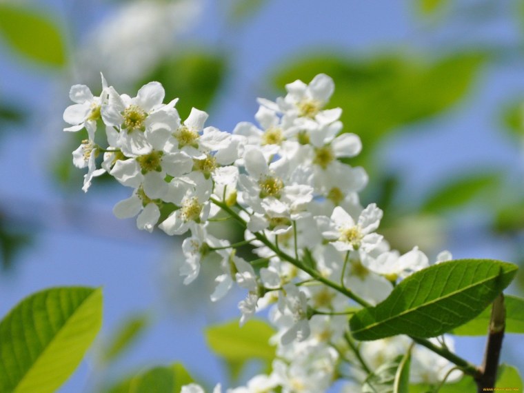 Цветет черемуха цветы