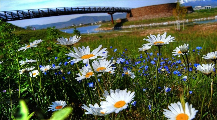 Природа лето ромашки