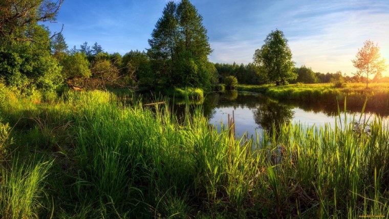 Летний пейзаж