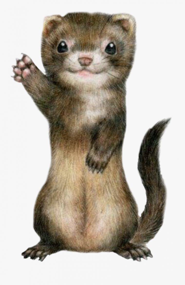 Хорек на белом фоне