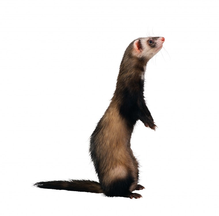 Хорек без фона