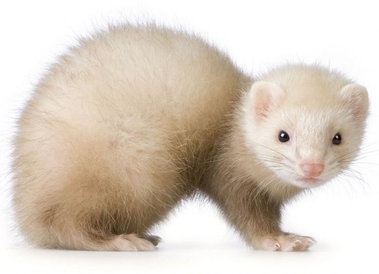 Ласка на белом фоне