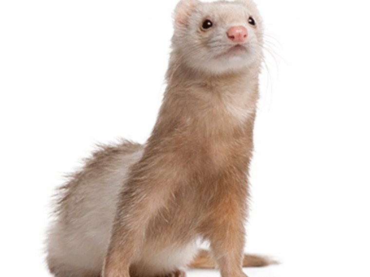 Скунс на прозрачном фоне