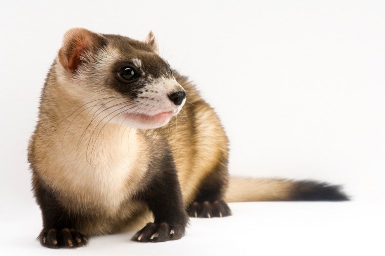 Американская норка животное